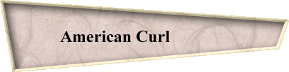 American Curl              