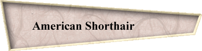 American Shorthair            