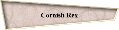 Cornish Rex
