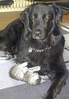 Sibirische Katze, Baby mit Hund